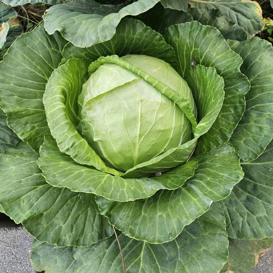 Set 500 Cabbage Seeds for Planting, Cabbage Seed, Cold Hardy, Green Vegetable for Outdoor Garden