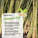 400 Lemongrass Herb Seeds, Culinary Lemongrass Herb Seeds for Home Garden, Patio Pots and Containers