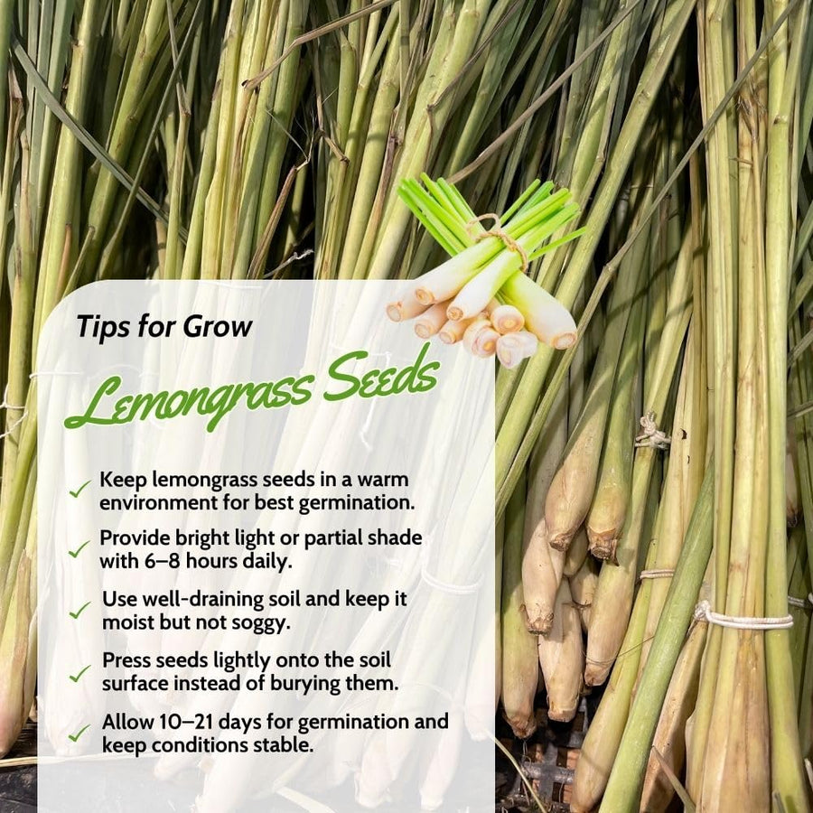 400 Lemongrass Herb Seeds, Culinary Lemongrass Herb Seeds for Home Garden, Patio Pots and Containers