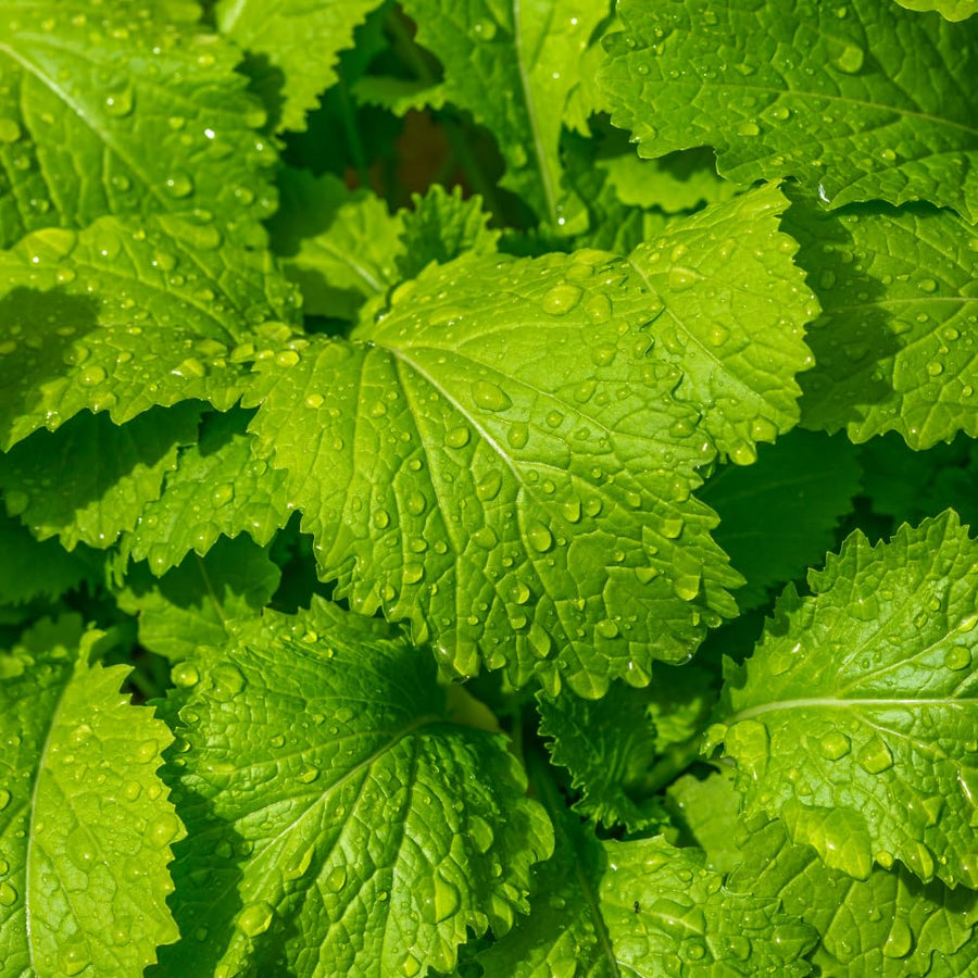 500 Florida Broadleaf Mustard Seeds, Green Mustard Vegetable Seed for Outdoor Garden, Easy Care for