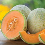 2 Hales Melon Plants Live, Sweet Yellow Melon Variety in 4'' Pot, 4-6 Inch Tall Starter Plants, Edible Fruit for Outdoor Garden, Ready to Grow
