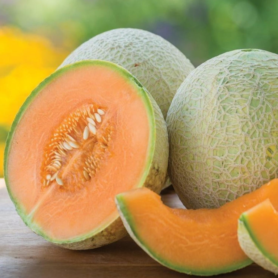 2 Hales Melon Plants Live, Sweet Yellow Melon Variety in 4'' Pot, 4-6 Inch Tall Starter Plants, Edible Fruit for Outdoor Garden, Ready to Grow