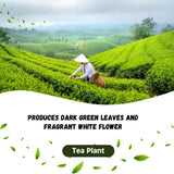Tea Plant Live, Camellia Sinensis Plant, Green Tea Tree Full Rooted in 1 Gallon Pot, Fragrant White Flowers for Outdoor Growing
