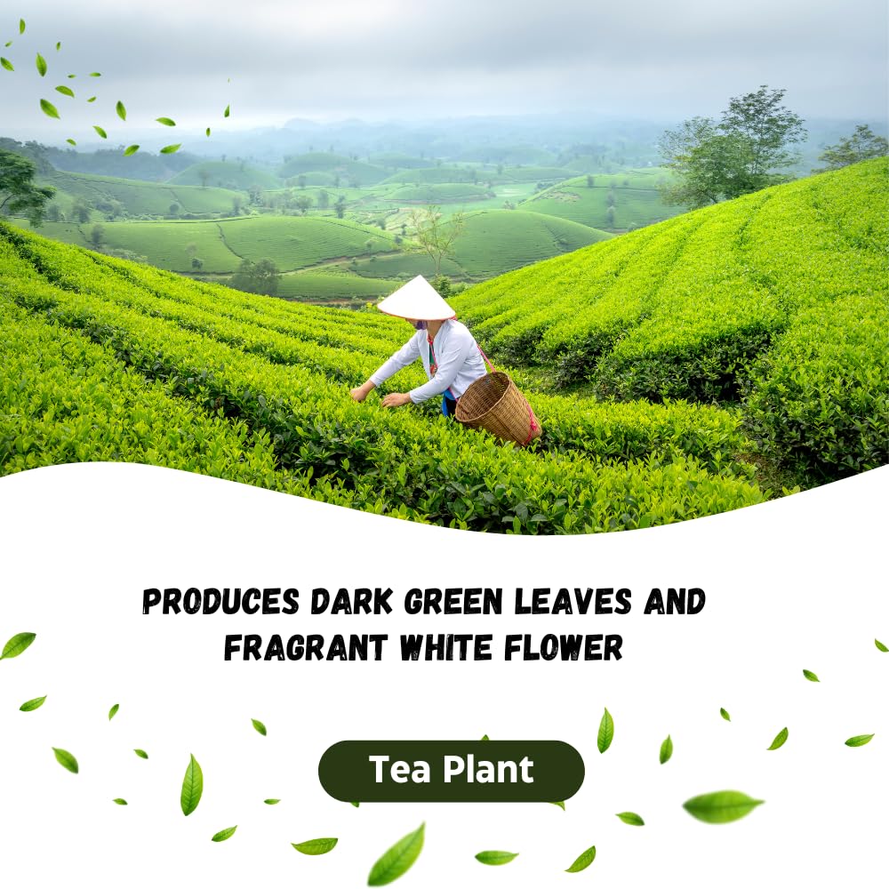 Tea Plant Live, Camellia Sinensis Plant, Green Tea Tree Full Rooted in 1 Gallon Pot, Fragrant White Flowers for Outdoor Growing