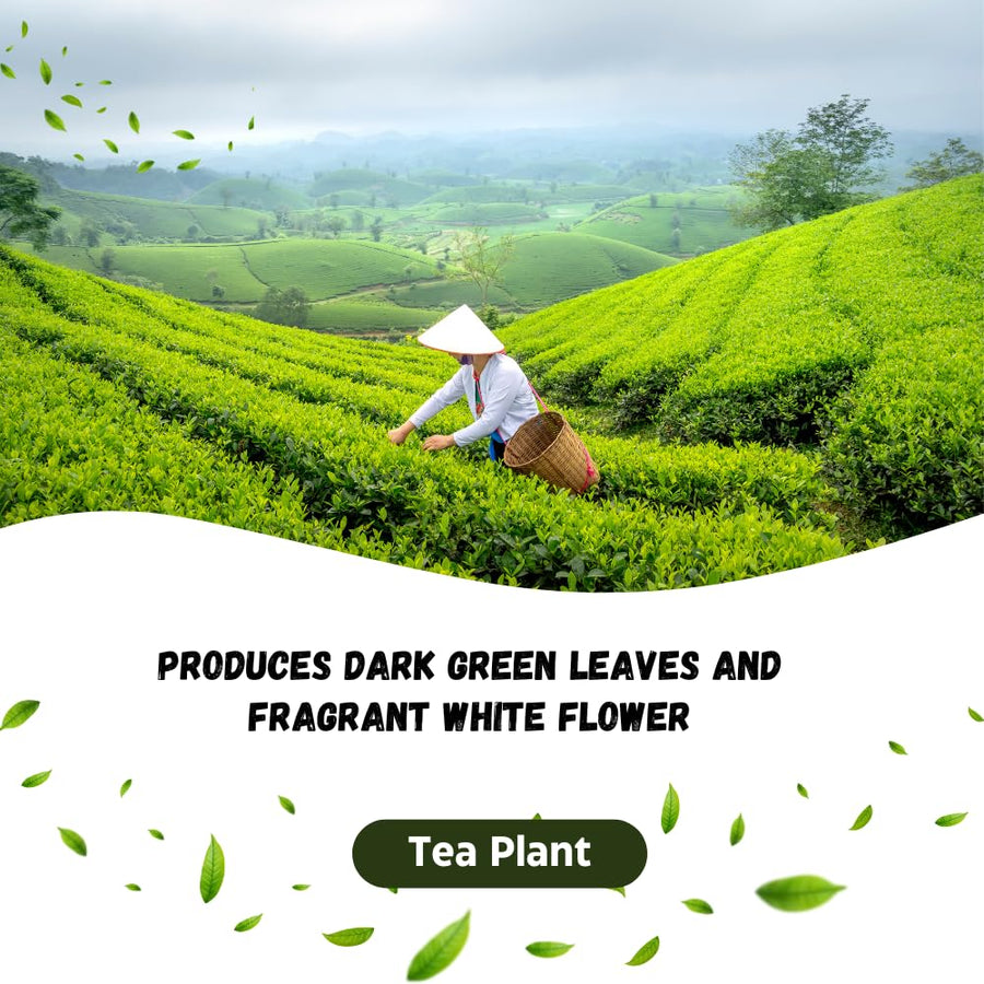 Tea Plant Live, Camellia Sinensis Plant, Green Tea Tree Full Rooted in 1 Gallon Pot, Fragrant White Flowers for Outdoor Growing