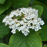 Live Viburnum Bush in 4 Inch Pot, Hardy Flowering Shrub for Outdoor Garden, Landscape or Hedge (Blackhaw)