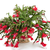 Red Thanksgiving Cactus in 4" Pot for Spring Planting, Indoor Outdoor Home Decor