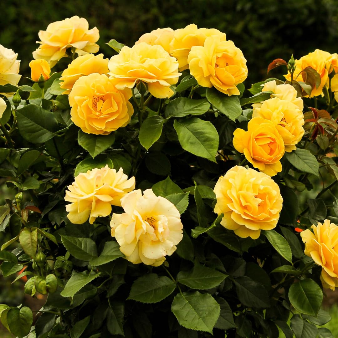 Fragrant Sunrosa Rose Bushes Plant Live, Gold Yellow Rose Climbing Flower Trees, Bright Golden Yellow Live Roses Bushes Bare Root Ready to Plant, 5-10 Inc Tall