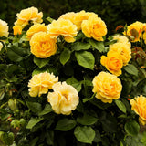 Fragrant Sunrosa Rose Bushes Plant Live, Gold Yellow Rose Climbing Flower Trees, Bright Golden Yellow Live Roses Bushes Bare Root Ready to Plant, 5-10 Inc Tall
