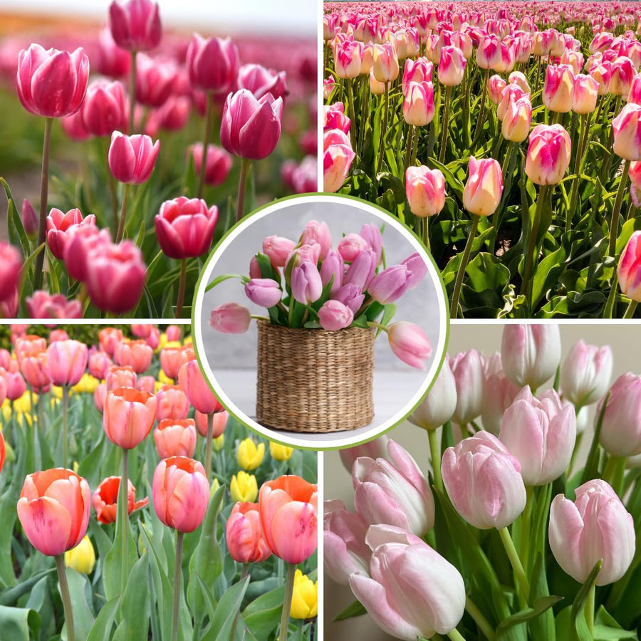 Set 10 Mix Tulip and Daffodil Bulbs, Bulbs for Spring Fall Planting, Cold Hardy, Outdoor Garden