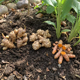 Set of 3 Ginger, Turmeric and Jerusalem Artichoke Rhizomes, Edible Root Plants for Garden, Fresh, Large Size, Ready to Grow
