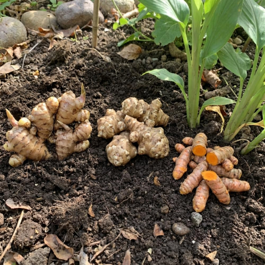 Set of 3 Ginger, Turmeric and Jerusalem Artichoke Rhizomes, Edible Root Plants for Garden, Fresh, Large Size, Ready to Grow