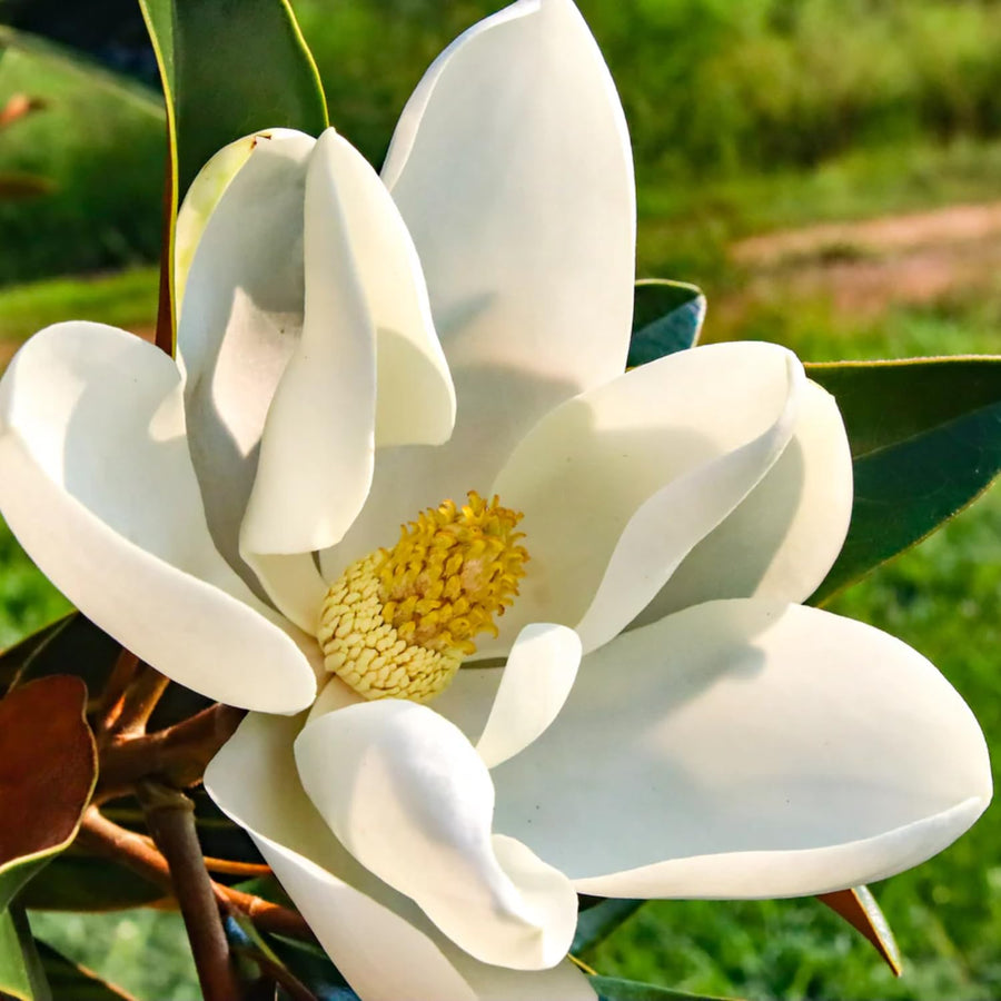 Magnolia Plant Live 8-14 Inch Tall, Fragrant Magnolia Bush Live Plant, Magnolia Flowers for Enhancing Your Garden