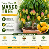 Live Mango Tree 22-26'' Tall in 1 Gallon Pot, Tropical Sweet Fruit Tree, 2 Ft Young Plant, Ready to Grow Outdoor