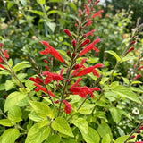 Pineapple Sage Salvia Live Plant in 4 Inch Pot, Bright Red Blooming Salvia Perennial Flower for Outdoor Garden and Containers