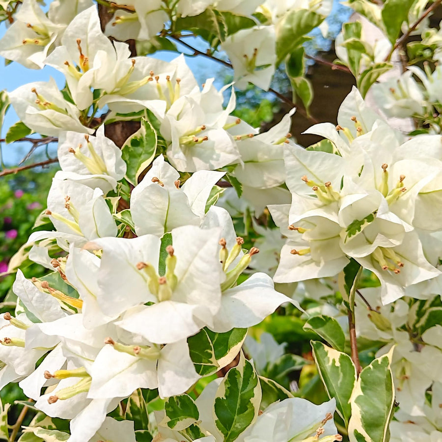 2 Bougainvillea Plants - Variegated Bougainvillea Flower Plants Live in Garden - 4 to 5 Inches Height Rooted Bougainvillea Plants - Grow Well Outdoor