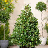 Bay Leaf Tree Live Plant, Well-Rooted 8-10" in Tall, Fast-Growing, Sweet Laurus Nobilis Bay Laurel Plant for Outdoor Indoor Herb