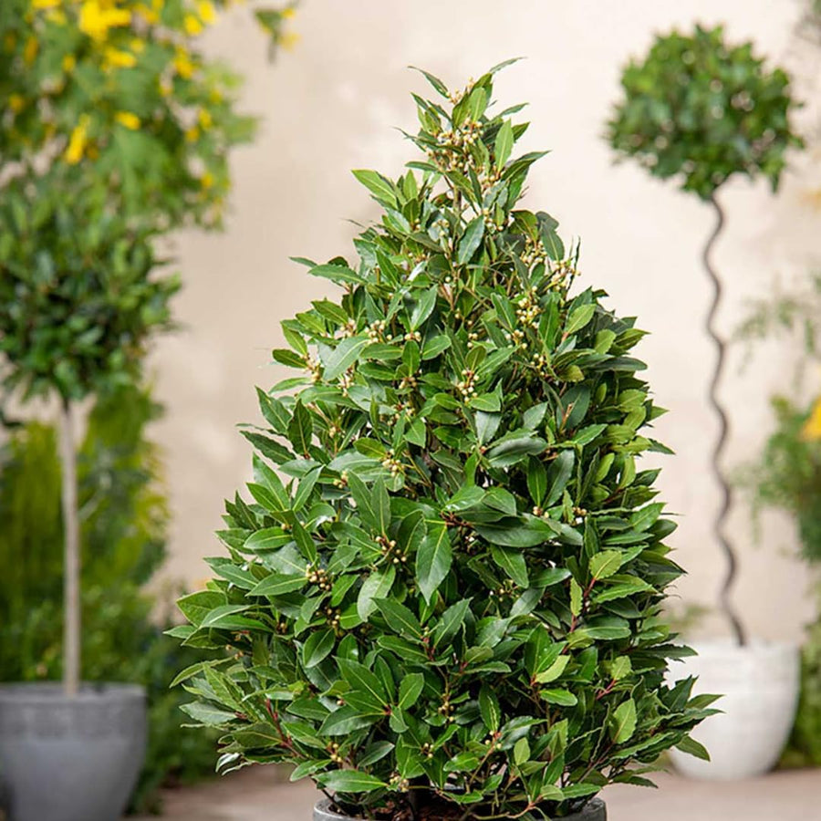 Bay Leaf Tree Live Plant, Well-Rooted 8-10" in Tall, Fast-Growing, Sweet Laurus Nobilis Bay Laurel Plant for Outdoor Indoor Herb
