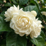 Duke of Tuscany Jasmine Plant in Half Gallon Pot, Fragrant White Jasmine Climbing Vine, Flowering Jasmines for Outdoor Garden