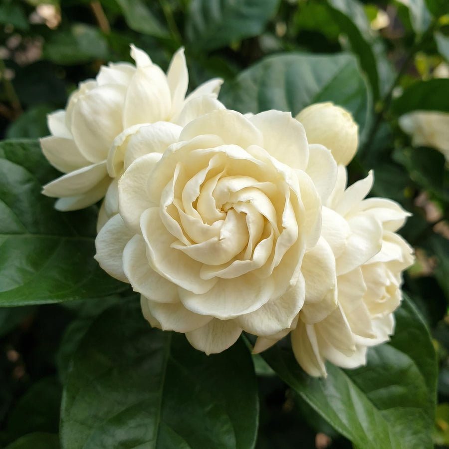 Duke of Tuscany Jasmine Plant in Half Gallon Pot, Fragrant White Jasmine Climbing Vine, Flowering Jasmines for Outdoor Garden