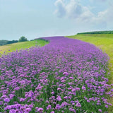 3750 Moss Verbena Seeds, Purple Flower Seeds for Garden Planting