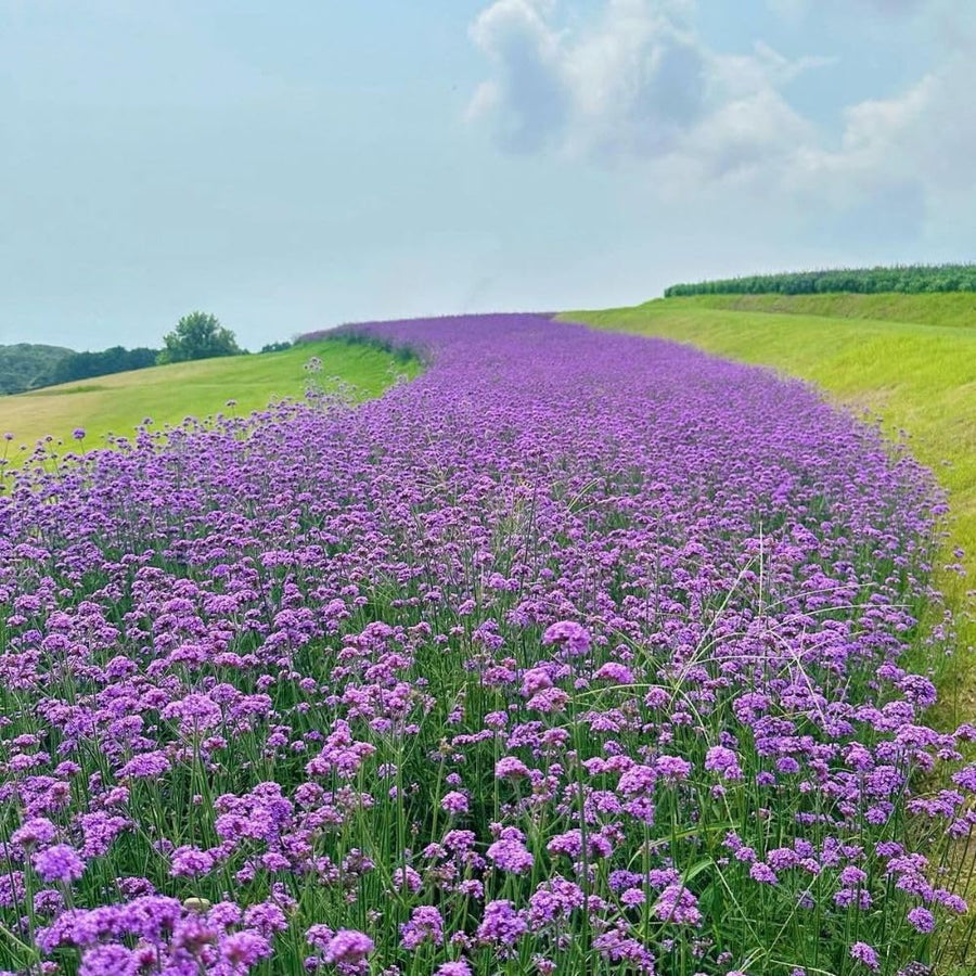 3750 Moss Verbena Seeds, Purple Flower Seeds for Garden Planting
