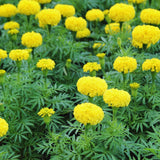 3 Mix Marigold Plants Live, 3 Starter Plant, Live Marigold Flower Plants Indoor or Outdoors Growing Planting Gardening Flowering