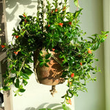 Trailing Goldfish Plant, Goldfish Plants Live Houseplants in 4 Inches Pot, Bright Blooms Flowers for Hanging Basket, Rare Indoor Succulents, 4 to 7 Inches Tall