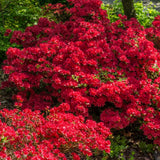 Live Azalea Plant, Rhododendron Flowering Shrub, Hardy Ornamental Plant, 10 Inches Tall, for Indoor or Outdoor Planting (Red Azalea)