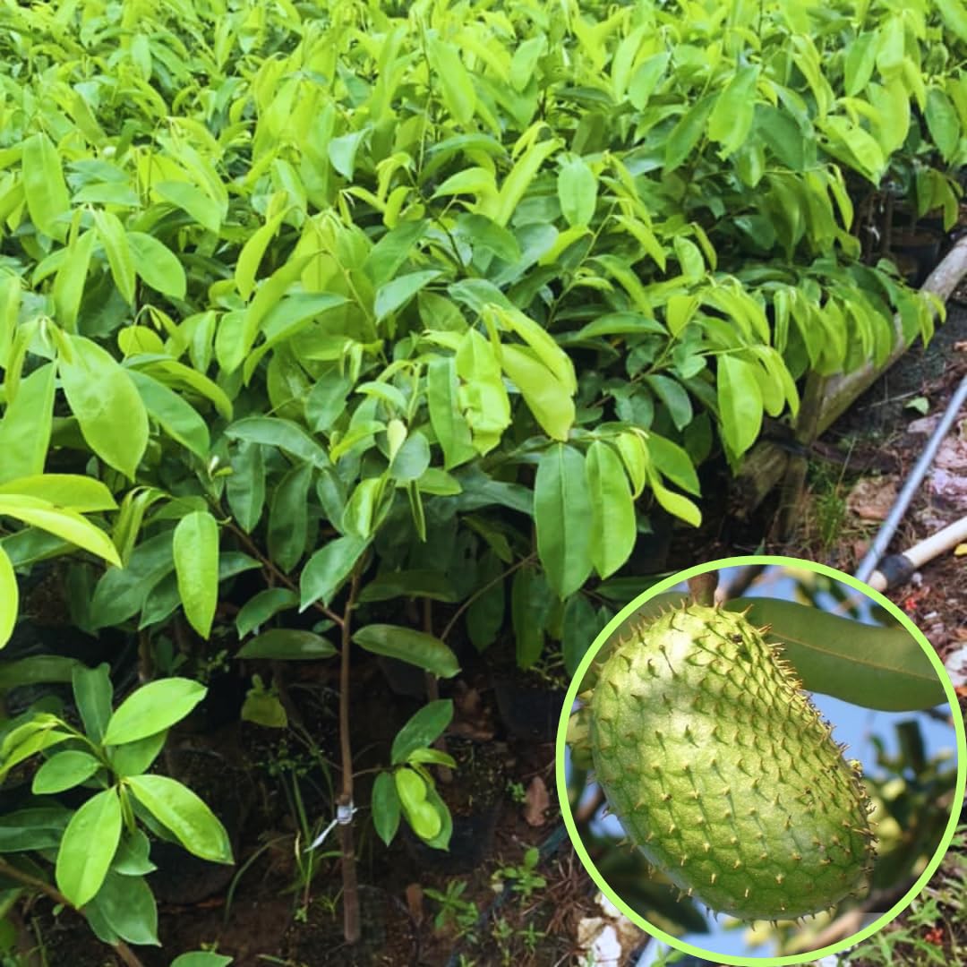 1 Guanabana Soursop Tree Live Plant, 6-10" Tall, Sweet Soursop Plant Live, Half Gallon Pot, Tropical Soursop Fruit Tree