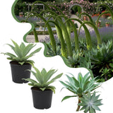 2 Green Agave Plant Live, Hardy Agave Cactus, Ornamental Succulent, 8 Inches Tall in 4 Inch Pot for Growing