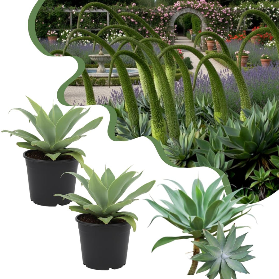 2 Green Agave Plant Live, Hardy Agave Cactus, Ornamental Succulent, 8 Inches Tall in 4 Inch Pot for Growing