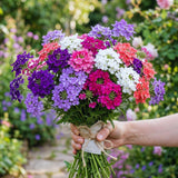 2 Mix Verbena Plants Live for Planting, Colorful Blooming Flower Plant, Verbena Live Plants, 5 to 7 Inc Tall