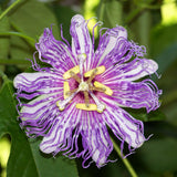 Maypop Passion Flower Live Plant 4-7 Inch - Passiflora Incarnata Purple Passionflower Vine, Cold Hardy Perennial Passion Fruit Vine, Plants in Soil, No Pot