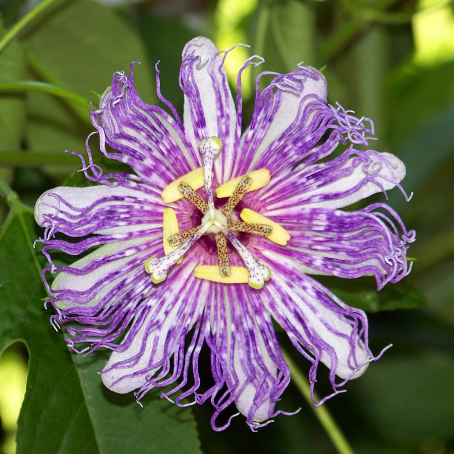 Maypop Passion Flower Live Plant 4-7 Inch - Passiflora Incarnata Purple Passionflower Vine, Cold Hardy Perennial Passion Fruit Vine, Plants in Soil, No Pot