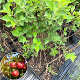 2 Apple Trees Live Plants Bareroots 1.5-2 Feet Tall, Apple Plant Live for Planting, Live Apple Tree Plant, Sweet Apple Fruit Tree (Red Delicious Apple)