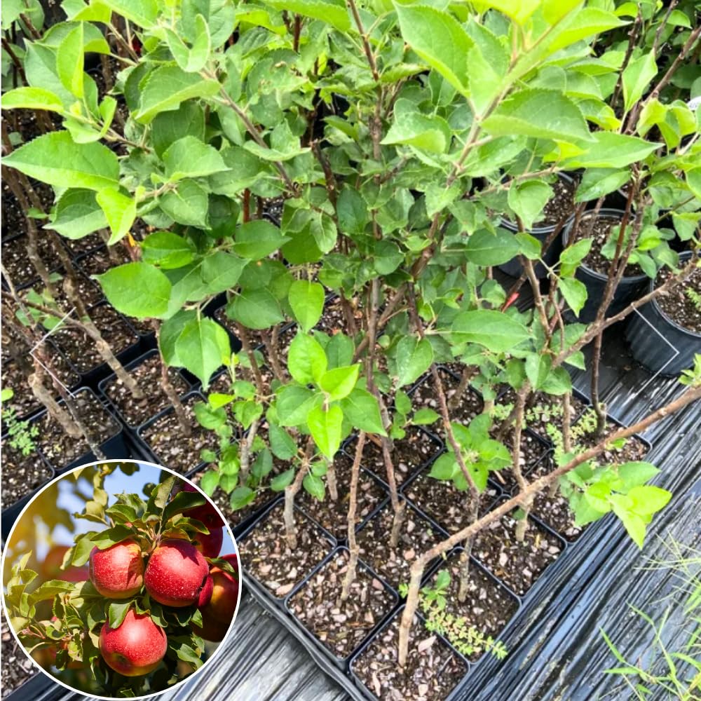 Red Delicious Apple Tree Live Plant for Planting, 1.5-2 Feet Height, Apple Plant Live for Planting, Live Apple Tree Plant, Bareroot