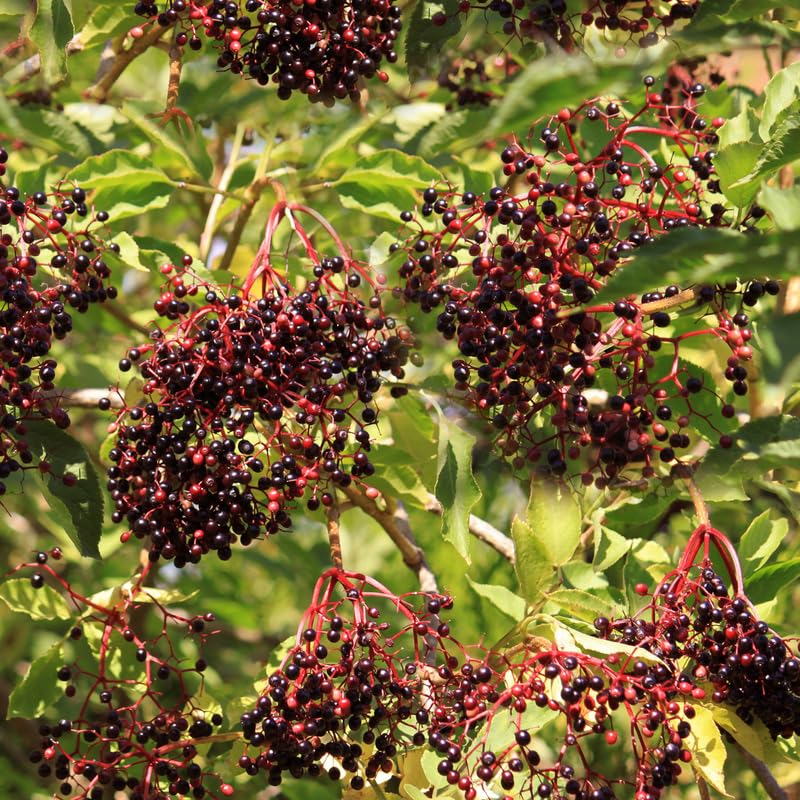 Elderberry Plant, 6-12" Tall in Pot, Black Elderberry Fruit Plants Live for Planting Outdoor Garden
