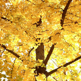 Ginkgo Tree Live Plant in Quart Pot, Perennial Ginkgo Tree Live Plant, Colorful Leaves, 8-10 Inches Tall for Outdoor Planting