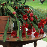 Long Epiphyllum Orchid Cactus Plants Live Tree, 1 Feet Tall Fully-Rooted in 4" Pot, Orchird Cactus Cold Hardy, Fragrant (Red)