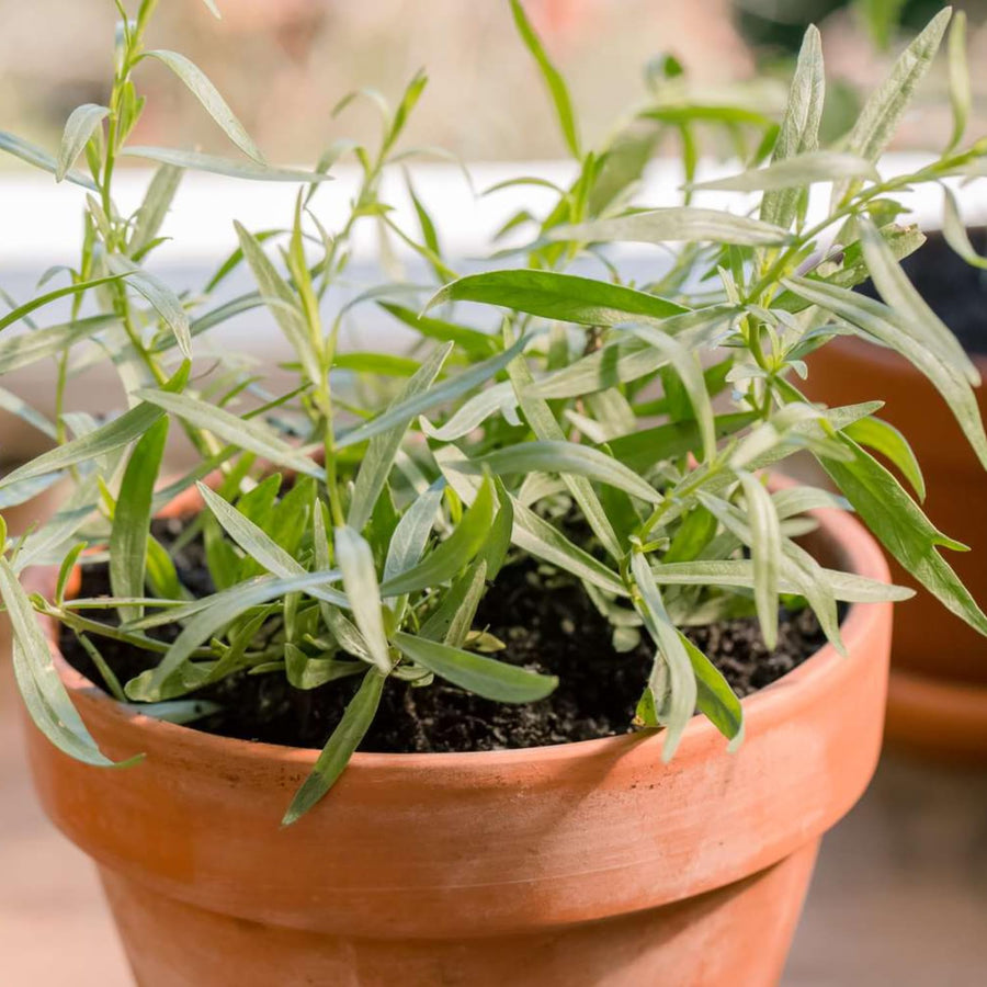 Pack 2 Tarragon Plants Live, Tarragon Herb Plant Ready to Grow, 5-9 Inch Tall, Tarragon Mint for Your Garden and Culinary Needs