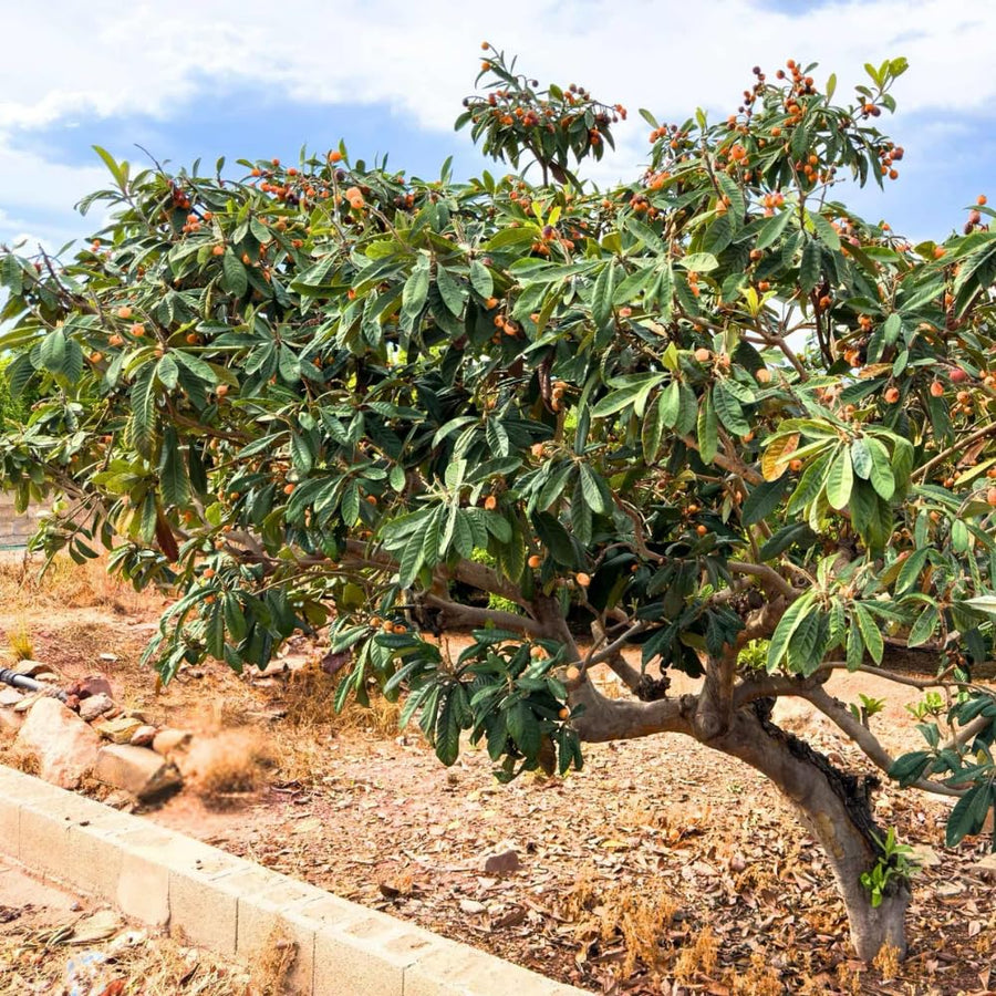 Golden Loquat Plant Live, Yellow Loquat Fruit Tree, 6-12" Tall, in 4" Pot for Outdoor or Container Growing