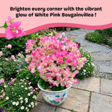 White Pink Bougainvillea Plant Live, Bougainvillea Live Plant, Well Rooted 5 to 7 Inches Tall, Colorful Long Lasting Blooms, Ideal for Trellis, Landscape and Outdoor Garden