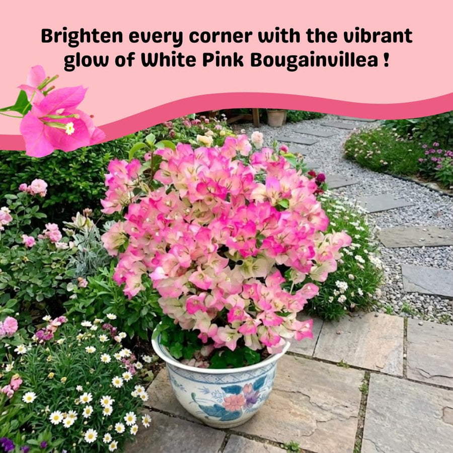 White Pink Bougainvillea Plant Live, Bougainvillea Live Plant, Well Rooted 5 to 7 Inches Tall, Colorful Long Lasting Blooms, Ideal for Trellis, Landscape and Outdoor Garden