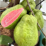 Pink Guava Tree Live Plant, 3 to 6 Inc Tall, Well Rooted, 6 Months Old Guava Tree, Fragrant Guava for Planting, Cold Hardy