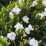 2 Jasmine Plants Live, Jasmine Flower Plant, 5 Inc Long, Annual Blooming Climbing Vine (Frost Proof)