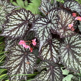 Combo 3 Summer Begonia Angel Wing Plants Live, Begonia Maculata Live Plant, Begonias Live Plants Outdoor, 4 to 8 Inc Tall