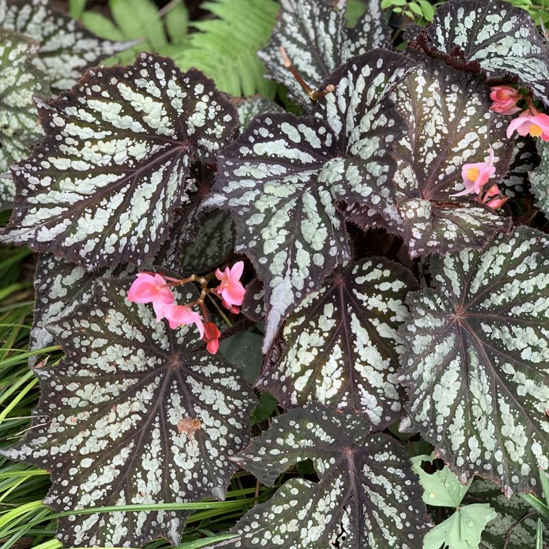 Combo 3 Summer Begonia Angel Wing Plants Live, Begonia Maculata Live Plant, Begonias Live Plants Outdoor, 4 to 8 Inc Tall