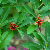 Sweetbay Magnolia Plant Live 8-14 Inch Tall, Fragrant Magnolia Bush Live Plant, Magnolia Flowers for Enhancing Your Garden