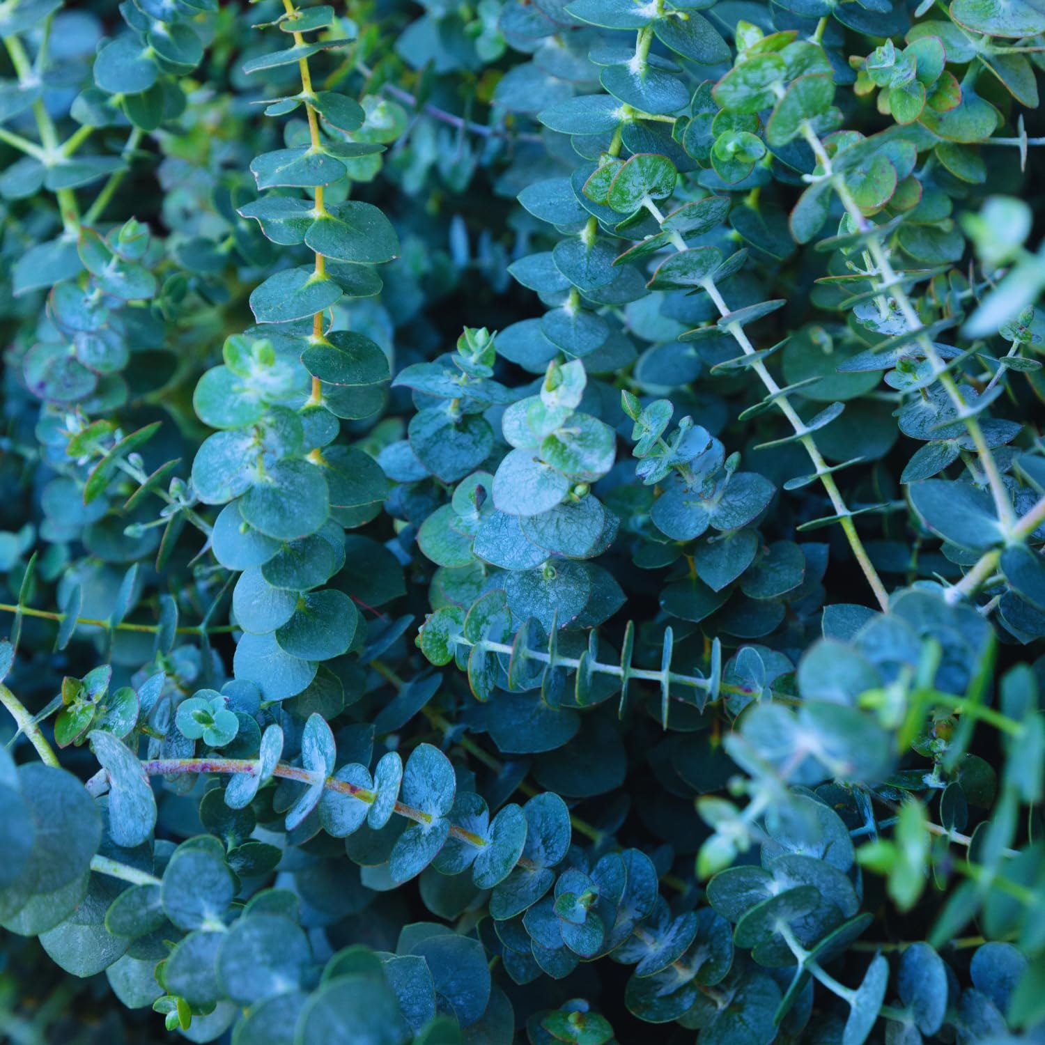 Baby Blue Eucalyptus Live Plant, Eucalyptus Plant Live Indoor, 4 to 6'' Long, Fragrant Eucalyptus Tree